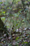 Tall rattlesnakeroot